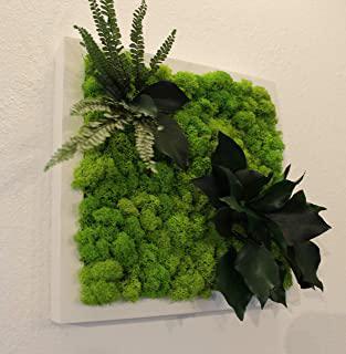 Recensioni di quadri vegetali