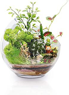 Recensioni di marimo barattolo chiuso o aperto