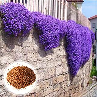 Recensioni di alberi da giardino per ombra