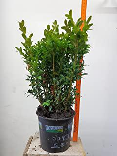 Recensioni di alberi sempreverdi da giardino