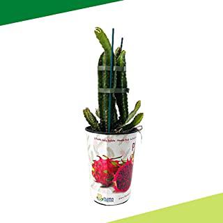 Recensioni di anfore da giardino