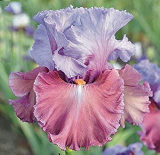 Recensioni di fiori da giardino perenni