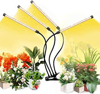 Recensioni di fiori per giardino