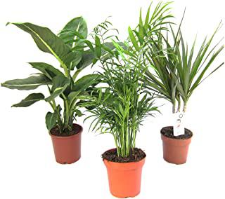 Recensioni di palme da giardino