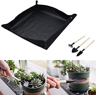 Recensioni di piante grasse da giardino