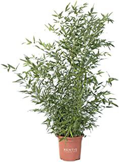 Recensioni di piante ornamentali da giardino
