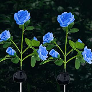 Recensioni di rose da giardino