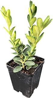 Recensioni di siepi da giardino